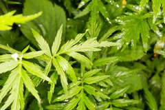 Achillea macrophylla