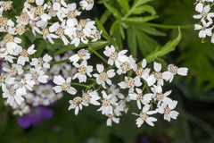 Achillea macrophylla