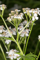Achillea macrophylla