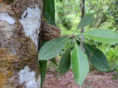 Myrmecodia tuberosa