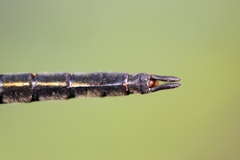 Somatochlora brevicincta