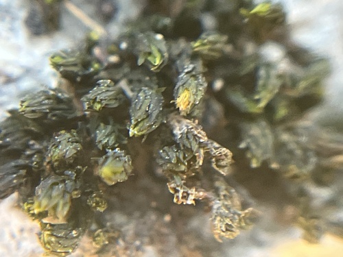 Orthotrichum strangulatum observed 2025-12-06