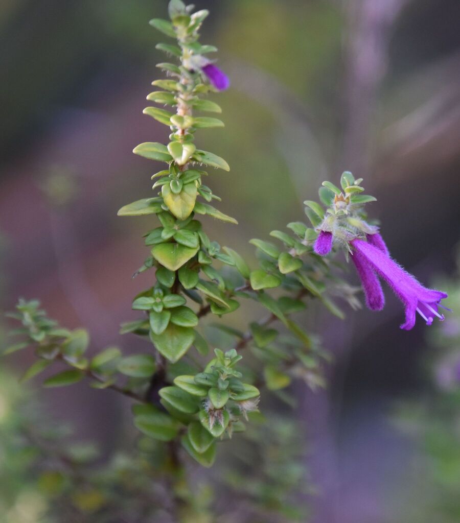 Clinopodium foliolosum