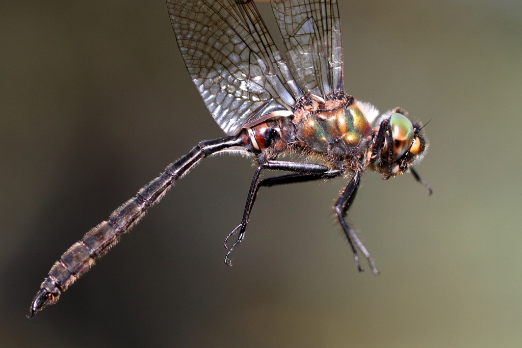 Whitehouse's Emerald