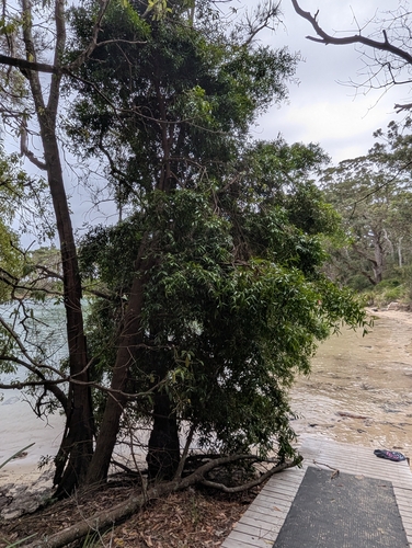 Podocarpus observed 2025-12-07
