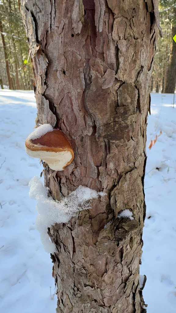 Fomitopsis mounceae · December 2025 · photo: © adamcvean (iNaturalist, cc0)