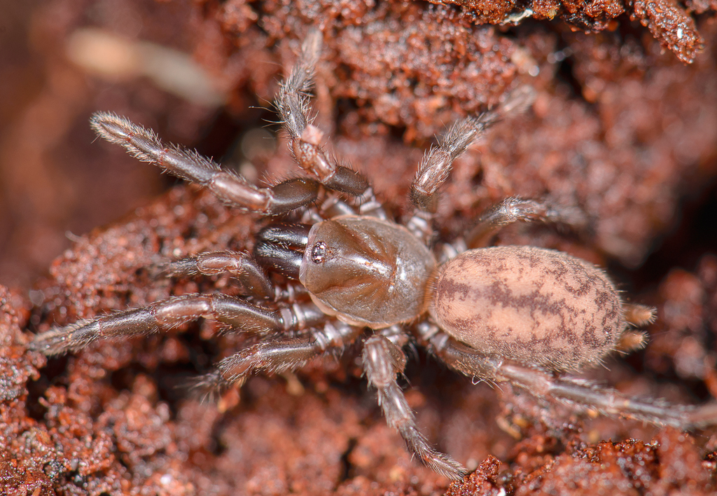 Chenistonia
