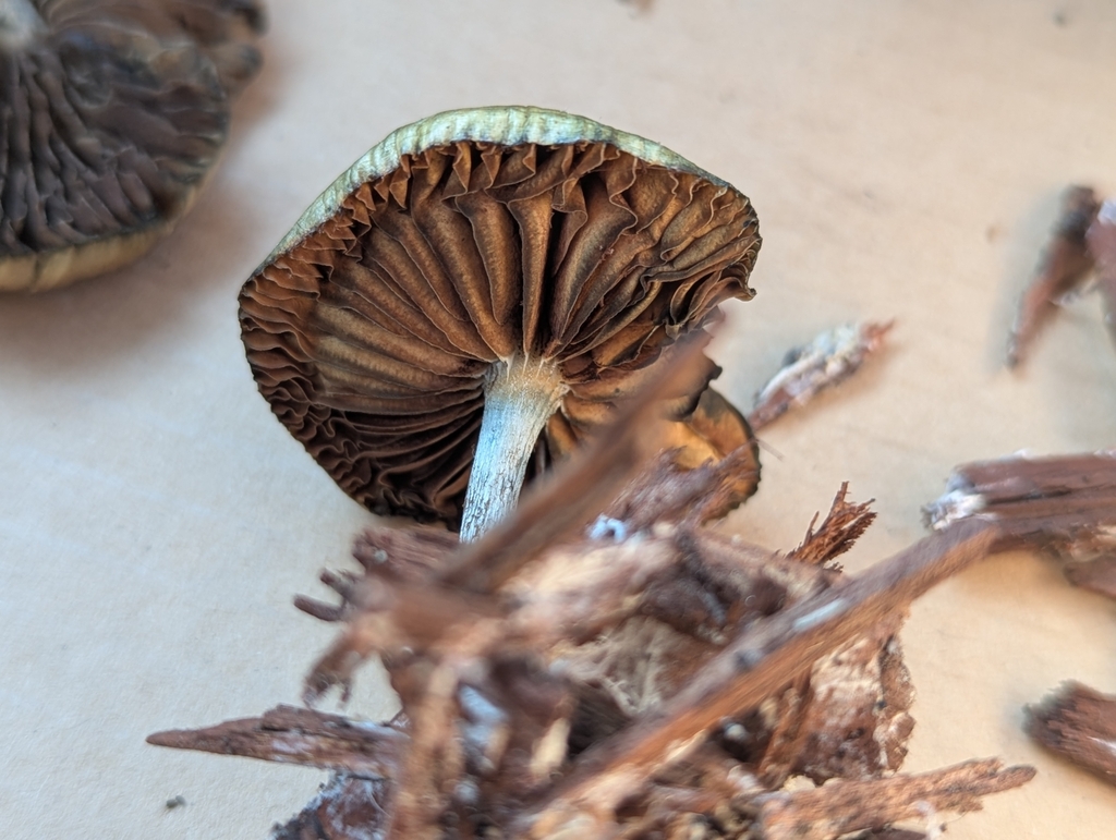 Psilocybe allenii