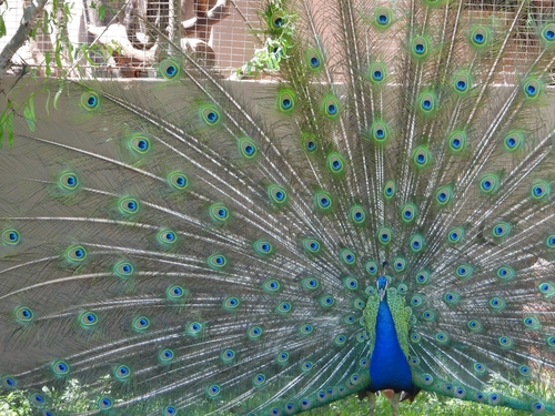 Indian Peafowl