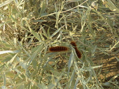 Paracles severa