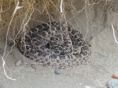 Bothrops ammodytoides