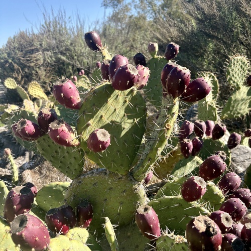 iNaturalist observation photo of Coastal Pricklypear