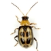 Bean Leaf Beetle - Photo (c) Mike Quinn, Austin, TX, some rights reserved (CC BY-NC), uploaded by Mike Quinn, Austin, TX