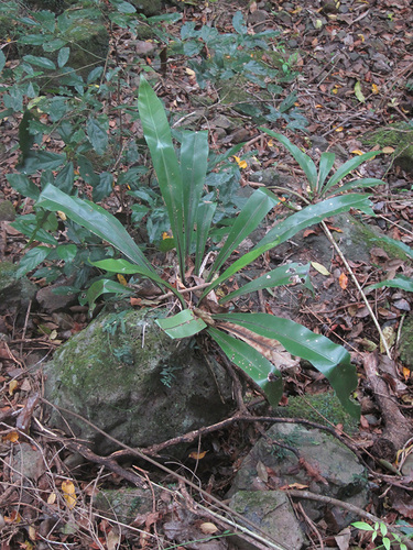 Asplenium harmanii, 2011-12-01