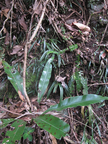 Asplenium harmanii, 2011-12-01