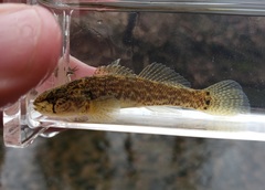 Etheostoma crossopterum