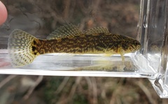 Etheostoma crossopterum