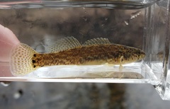 Etheostoma crossopterum