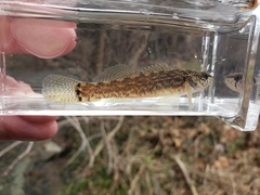 Etheostoma crossopterum