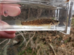 Etheostoma crossopterum