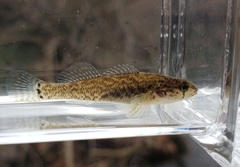 Etheostoma crossopterum