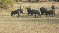 Sus scrofa cristatus