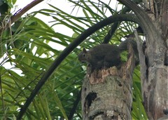 Sciurus aestuans ingrami
