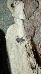 Anagotus