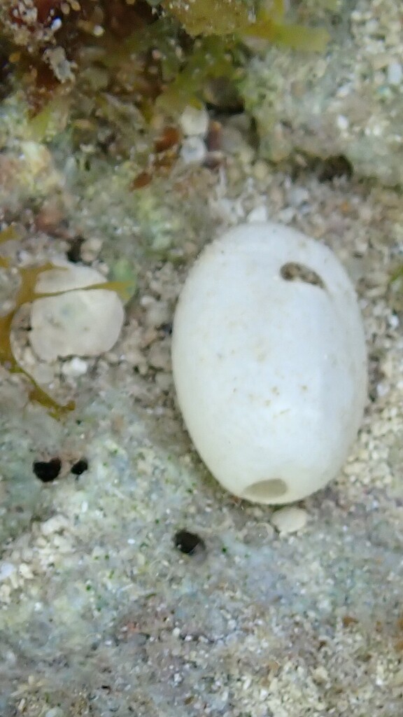 Keeled Heart Urchin