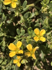 Roepera billardierei