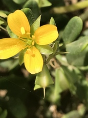 Roepera billardierei