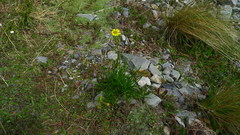 Dolichoglottis lyallii