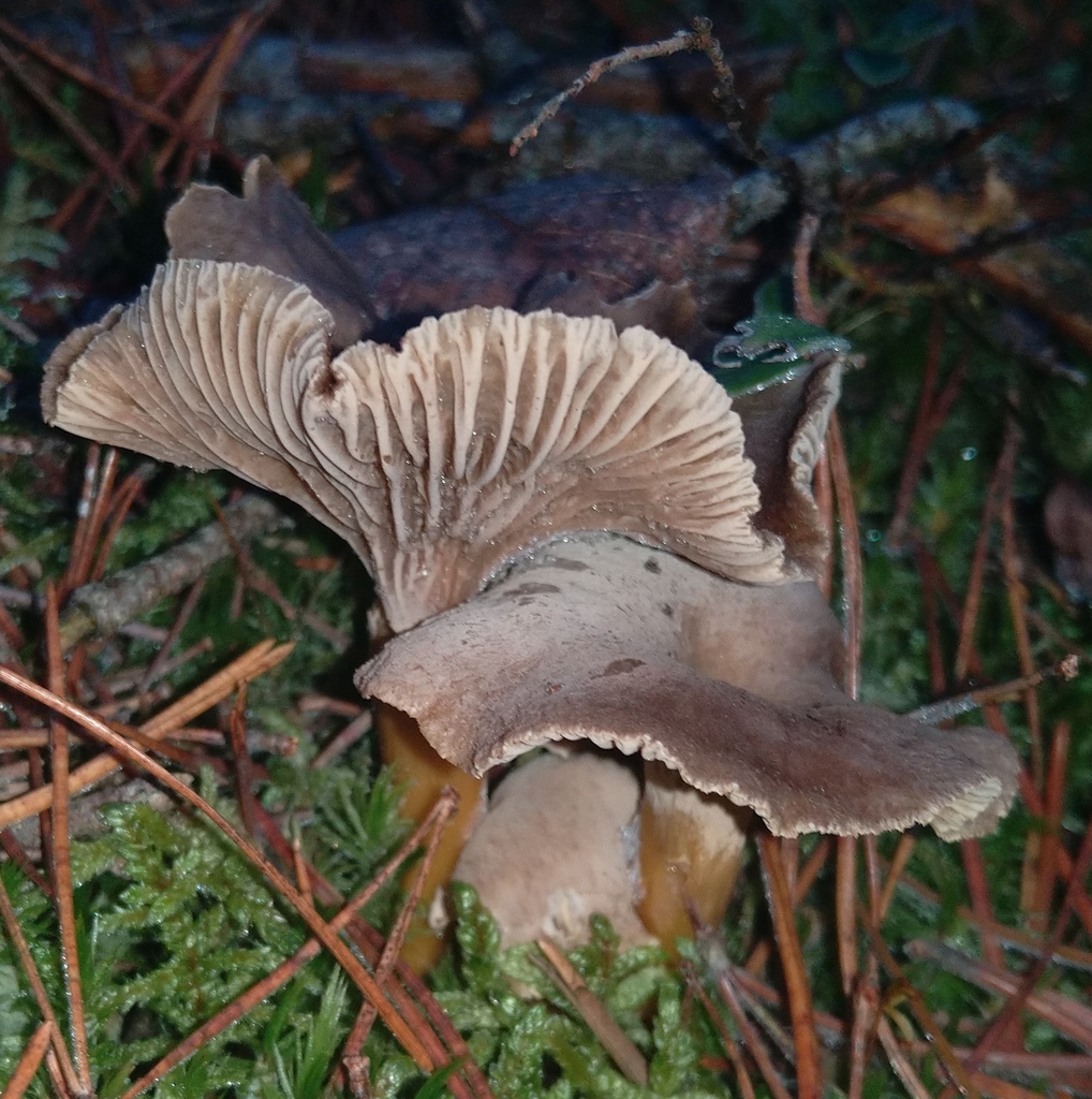 Craterellus tubaeformis · November 2025 · photo: © andrejus (iNaturalist, cc-by)