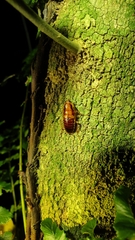 Blattoidae