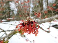 Hamamelis × intermedia
