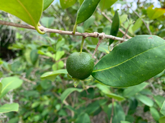 Eugenia bunchosiifolia