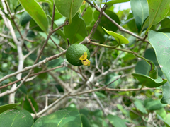 Eugenia bunchosiifolia, photograph Gabriel Jovêncio Ribeiro, CC BY, iNaturalist via GBIF