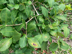 Eugenia bunchosiifolia, photograph Gabriel Jovêncio Ribeiro, CC BY, iNaturalist via GBIF