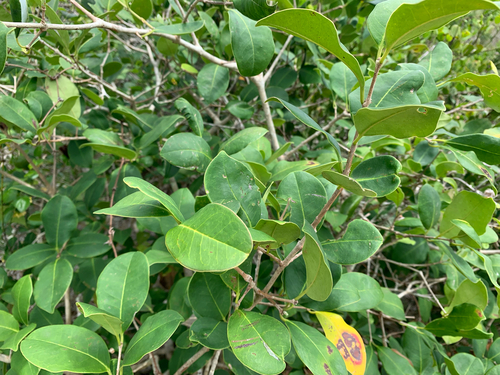 Eugenia bunchosiifolia, photograph 3