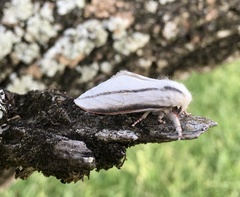 Giacomellia bilineata