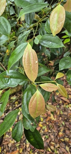 Cryptocarya densiflora observed 2025-12-03