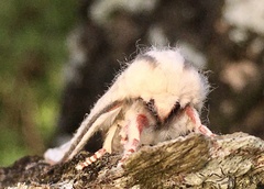 Giacomellia bilineata