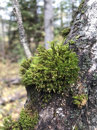 Image of Lewinskya sordida by (c) Brandon Corder, some rights reserved (CC BY)