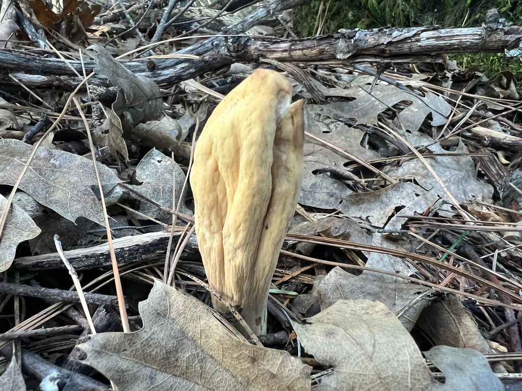 Clavariadelphus occidentalis · December 2025 · photo: © calibas (iNaturalist, cc0)