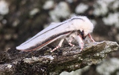Giacomellia bilineata
