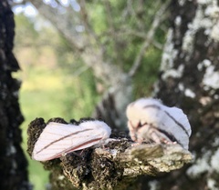 Giacomellia bilineata
