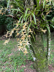 (c) Emma Walker, some rights reserved (CC BY) Miltonia flavescens, photograph (c) Emma Walker, some rights reserved (CC BY)