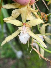 (c) Emma Walker, some rights reserved (CC BY) Miltonia flavescens, photograph (c) Emma Walker, some rights reserved (CC BY)
