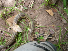 Conophis lineatus