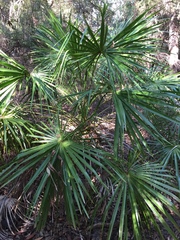 Livistona decora